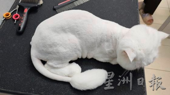 【宠物经济/01】毛孩当道!宠物商机夯,带动新兴宠物职业堀起