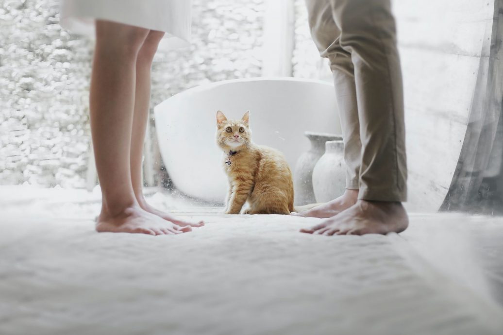 新婚夫妻离婚原因好傻眼 “你的狗吓坏我的猫!”