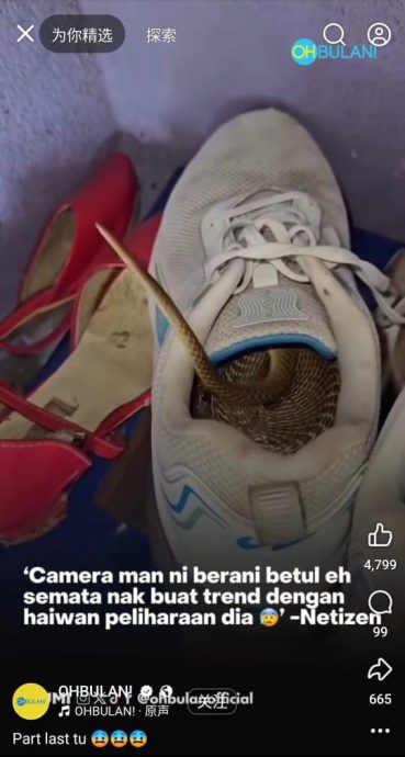 穿鞋前先检查 眼镜蛇丝滑钻鞋子好吓人
