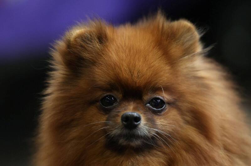 美国女子自认“博美犬” 戴项圈、咬骨头掀网两极热议
