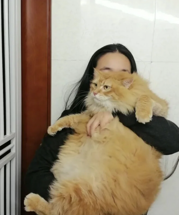 胖猫神助攻?它把铲屎官“这病”治好了!