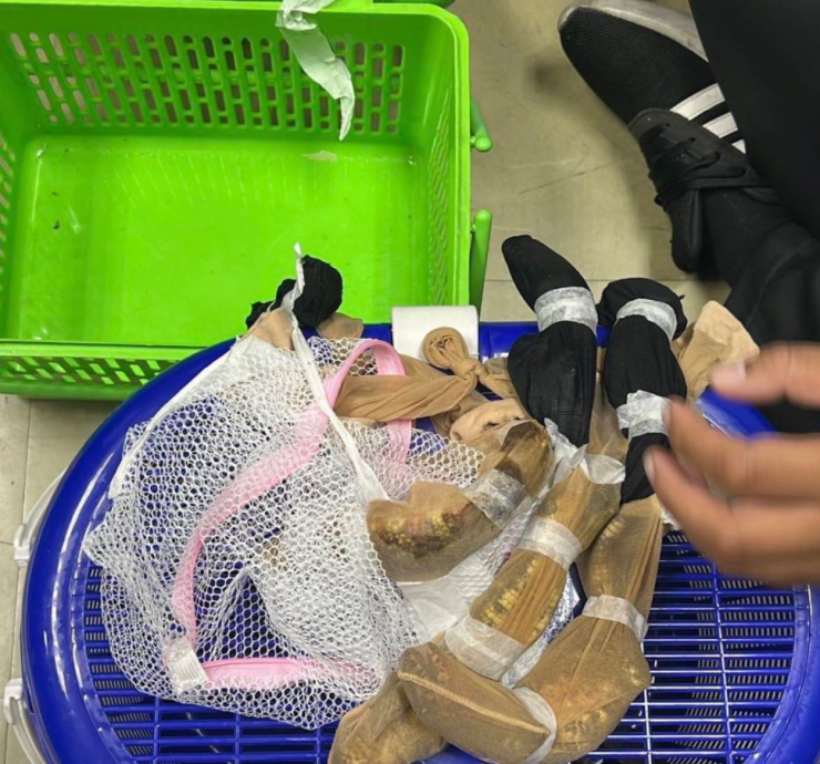 三名台湾男子在泰国机场被捕!“52珍稀动物”用丝袜绑身上闯关失败