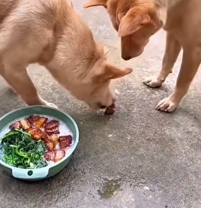 娘家狗狗天天串门蹭饭 网羡称“敢欺负女主就咬!”
