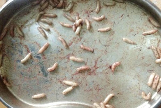 迪兰/亲爱的主人,别让我生蛆虫,好吗?