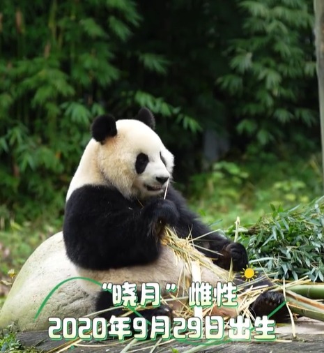 封面图与文 晓月辰星来了