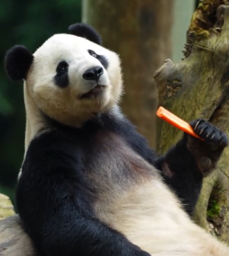 封面图与文 晓月辰星来了