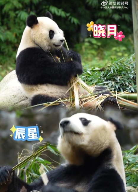 已签/准备好迎接新大熊猫!晓月与辰星预计今晚抵马
