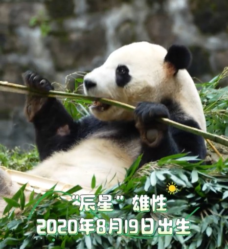 已签/准备好迎接新大熊猫!晓月与辰星预计今晚抵马