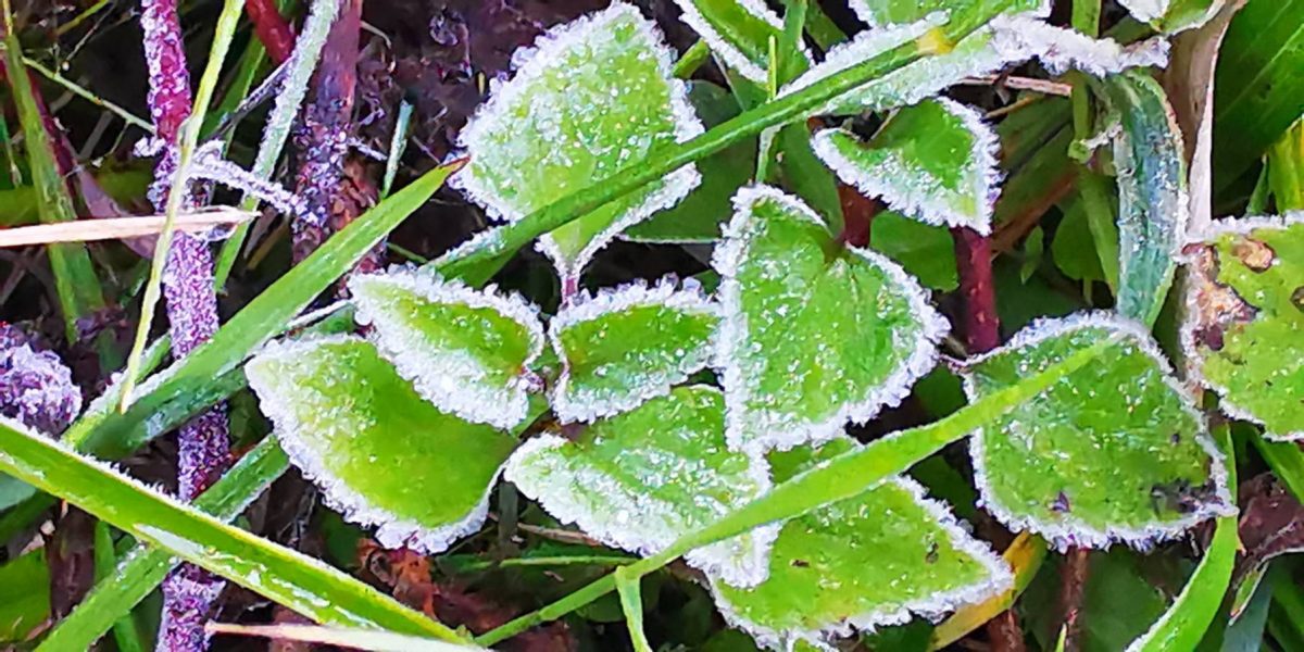 拼盘∕泰北茵他侬山气温下探4℃ 霜冻现踪吸引游客驻足