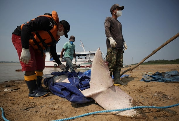 被湖水煮熟?亚马逊水温飙破41度 153只海豚热死浮尸湖面