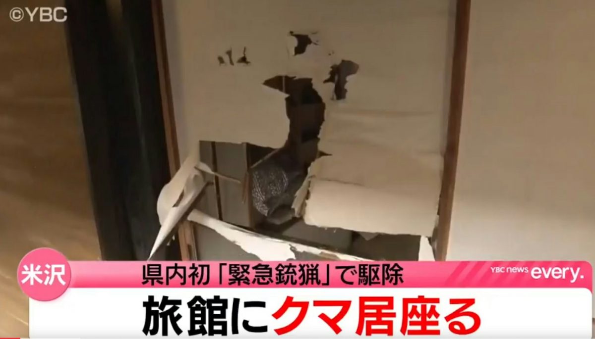 视频/日本熊灾频传 旅馆遭熊闯入 棕熊攻击车辆