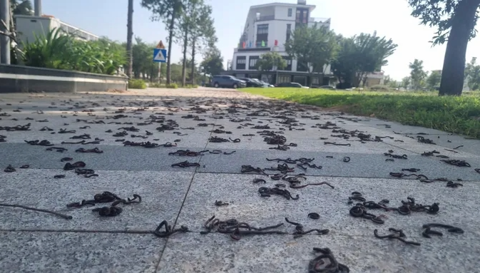 越南人行道窜出“大量蚯蚓集体晒死” 学者:恐是警讯