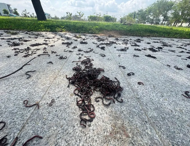 越南人行道窜出“大量蚯蚓集体晒死” 学者:恐是警讯