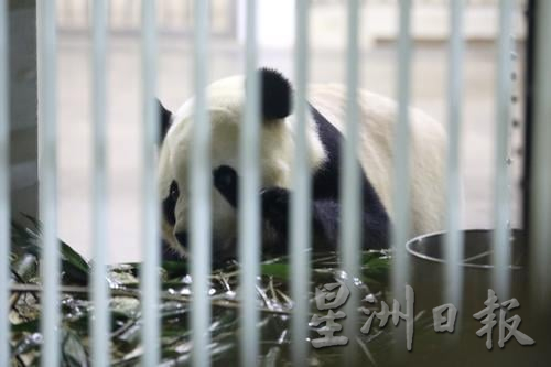 熊猫抵达国家动物园 (记者:李成友 - 摄影:林泓川)