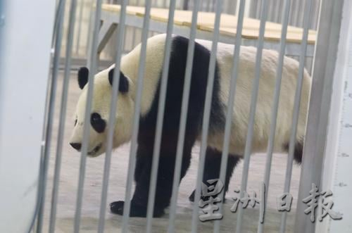 熊猫抵达国家动物园 (记者:李成友 - 摄影:林泓川)
