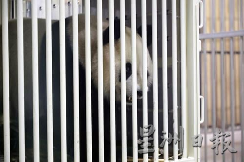 熊猫抵达国家动物园 (记者:李成友 - 摄影:林泓川)