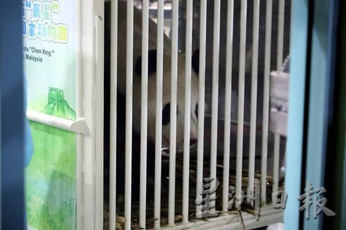 熊猫抵达国家动物园 (记者:李成友 - 摄影:林泓川)