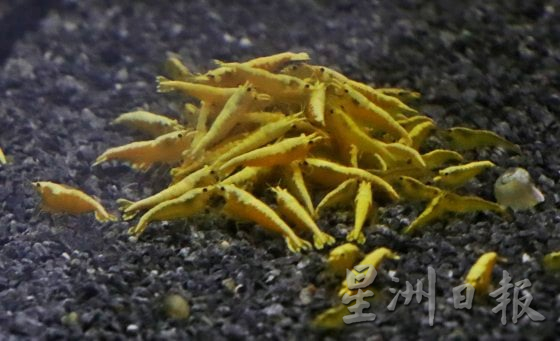 【异宠当道/03】迷你观赏虾,外观千变万化,培育出冠军级品种