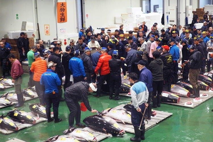 供Newswire:重276公斤日本金枪鱼卖580万令吉,史上第二高
