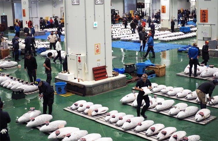 供Newswire:重276公斤日本金枪鱼卖580万令吉,史上第二高
