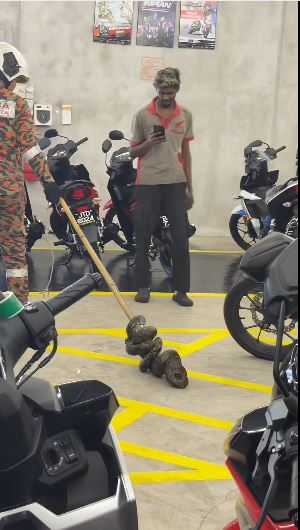 天花板暗藏两条巨蟒! 女子进仓库取货险遭“蛇从天降”