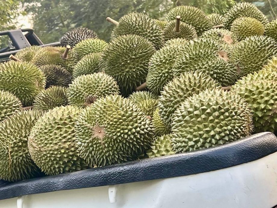 有故事的人:朱煌麟以仪器辅助榴梿种植,助己帮人