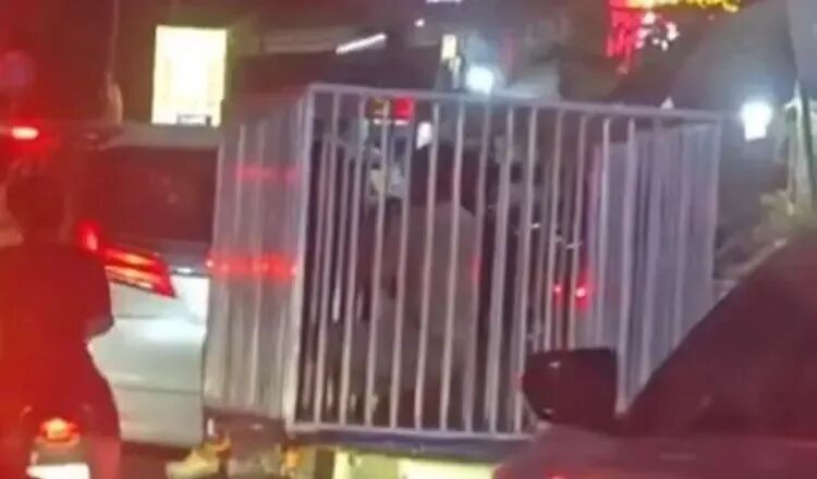 柬埔寨街头惊现“狗笼运活人”引运猪仔疑云 真相令人哭笑不得