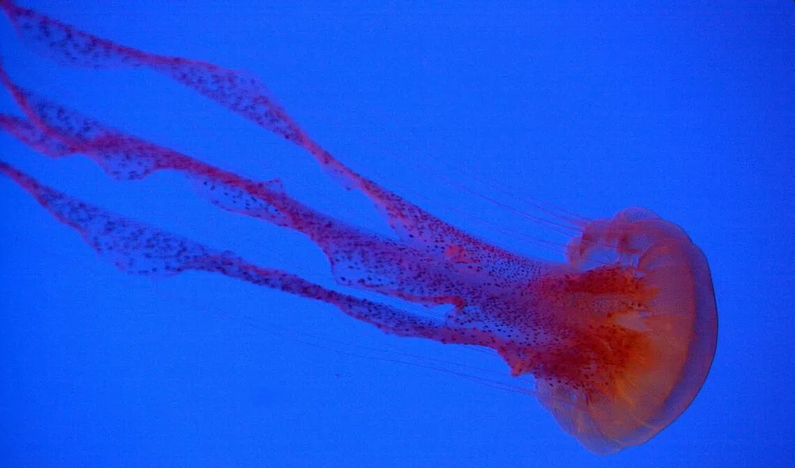 水母海葵也睡觉 研究:为修复神经元DNA