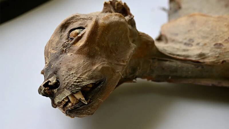 沙地洞穴惊见7具“猎豹木乃伊” 尸身保存4000年