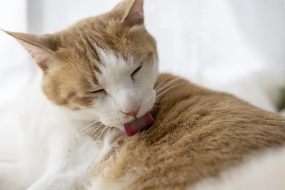 猫为什么要舔毛?毛吃进肚子会不会生病?