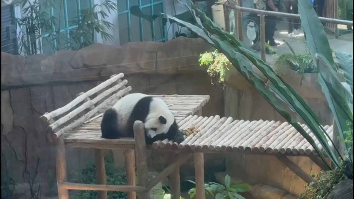 视频|安华巡视熊猫保育中心 “辰星”“晓月”即将与公众见面
