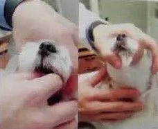 迪兰/我的狗狗就是不吃药!