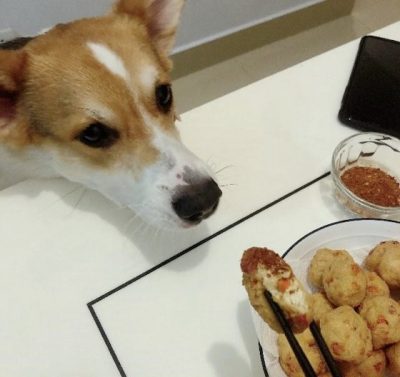 迪兰/我的狗狗是只贪吃鬼