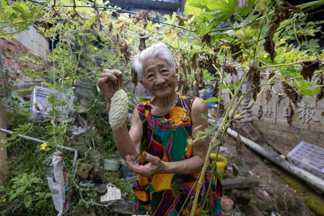 星角摄:新山哥文茶木屋区