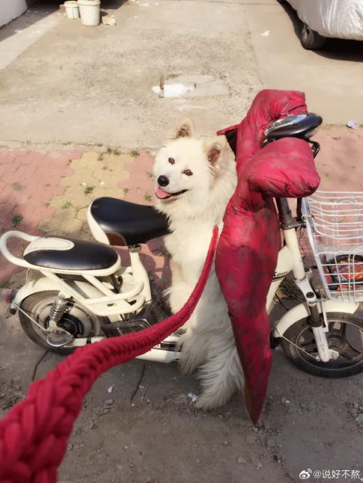 中国屁孩玩火活活烧死狗狗 惨叫3分钟残忍画面曝光