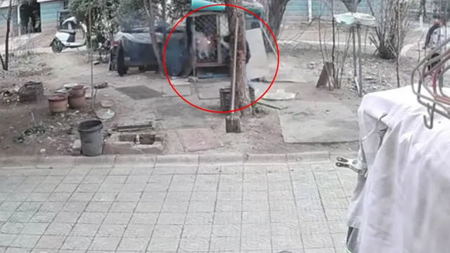 中国屁孩玩火活活烧死狗狗 惨叫3分钟残忍画面曝光