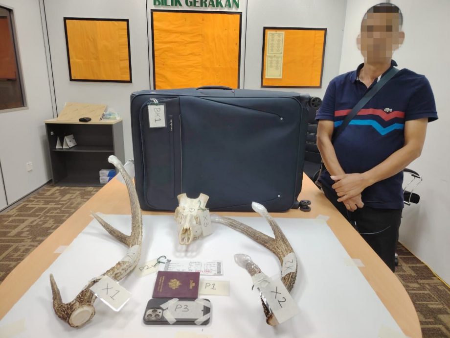 已签发//图走私鹿角头骨出境·法国男遭扣捕助查