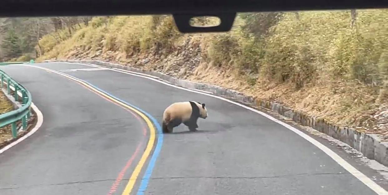 已签发(国际拼盘)早班车文/景区惊现野生大熊猫 穿越公路“秀身材”引游客围观