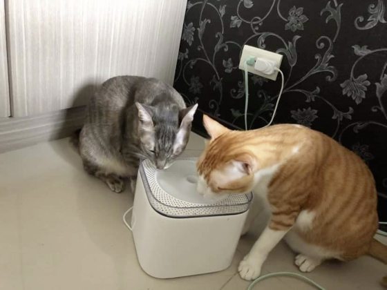 迪兰/我家的公猫又不能尿尿了