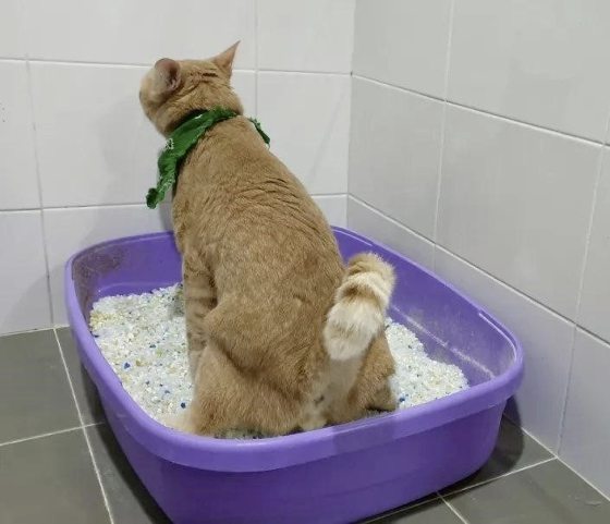 迪兰/我家的公猫又不能尿尿了