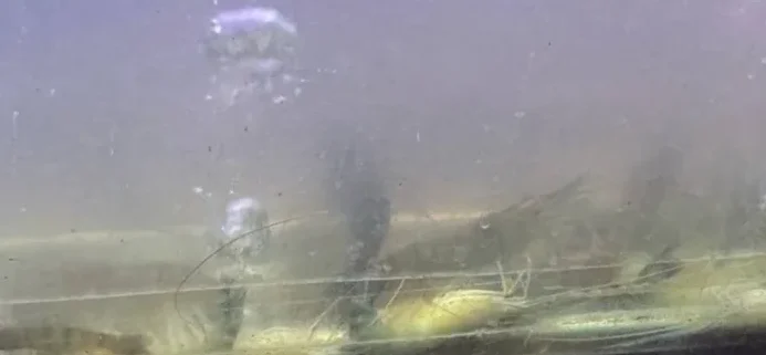 投诉水缸有虾翻肚不果! 婆孙4人餐厅吃到饱出事