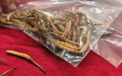 拚盘)无良商家卖假冬虫夏草 有毒伪品冒充、胶水黏合 商家:年销20万根