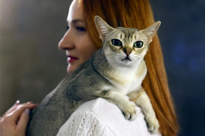 拼盘 罗马尼亚:猫猫选美