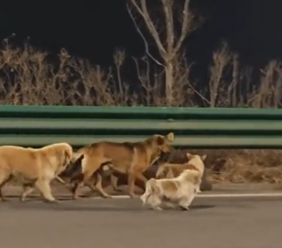 拼盘∕7犬被掳走 跳车逃亡结伴17公里返家
