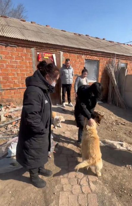 拼盘∕7犬被掳走 跳车逃亡结伴17公里返家