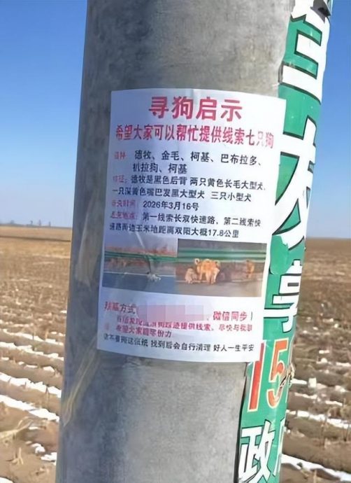 拼盘∕7犬被掳走 跳车逃亡结伴17公里返家