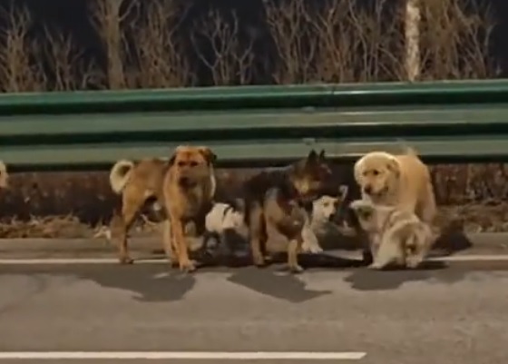 拼盘∕7犬被掳走 跳车逃亡结伴17公里返家