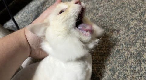 迪兰/狂舞的猫咪