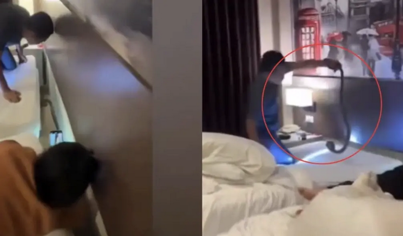 饭店里有蛇!东南亚旅客睡到半夜吓破胆 蛇在床头柜