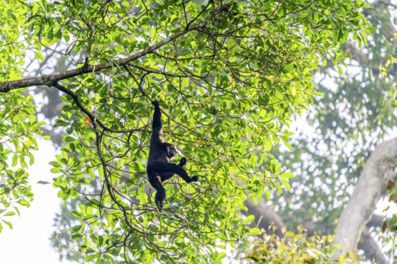The Habitat Foundation-Enhance awareness and participate in conservation efforts to make ecological protection a shared responsibility of society-13